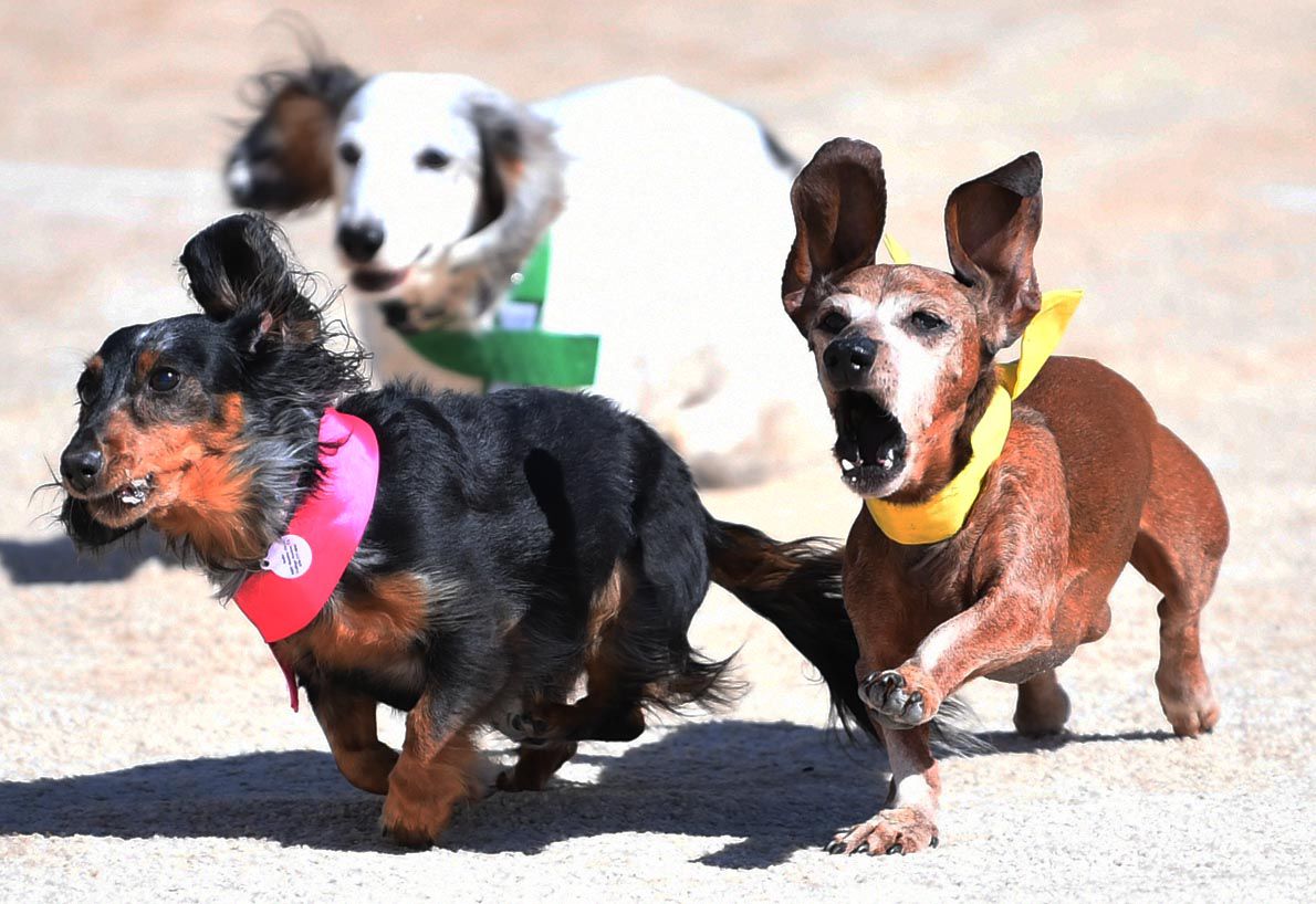 Weiner Fest 2017 1.jpg